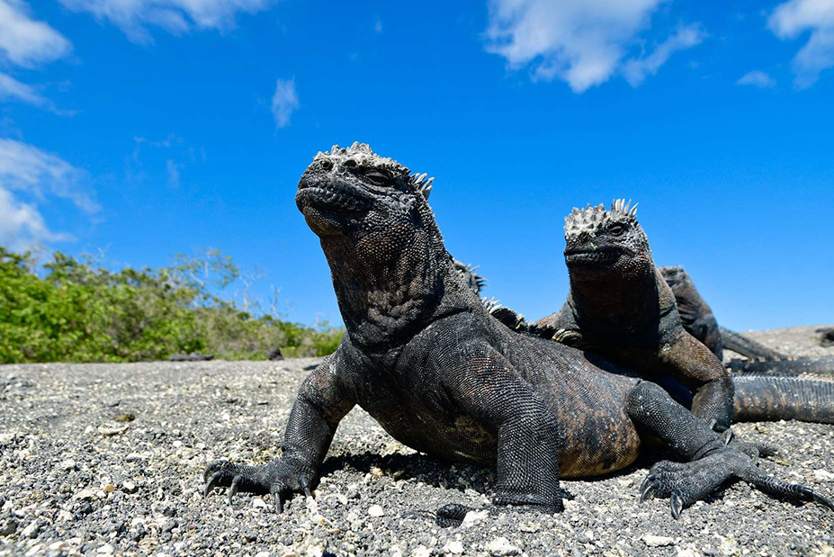 Galapagos Inner Loop Itinerary Celebrity Cruises Expedition