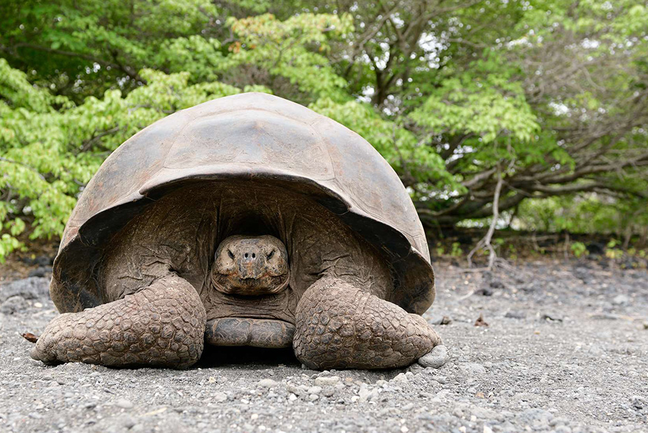 Galapagos Inner Loop Itinerary Celebrity Cruises Expedition