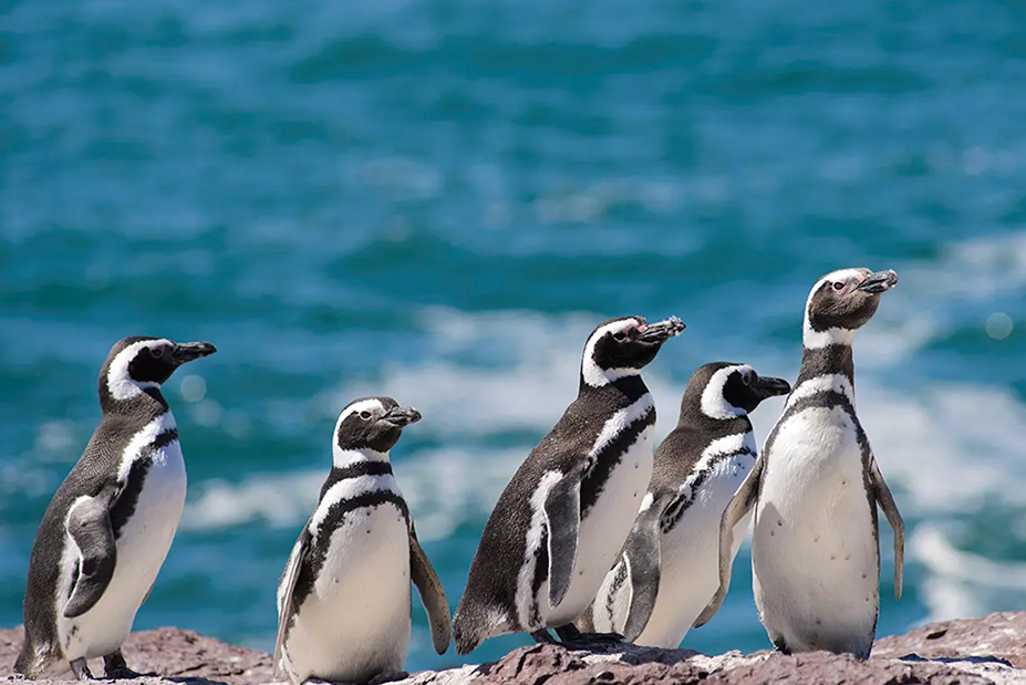 Silverseas Penguins Patagonia Grand South America Cruise